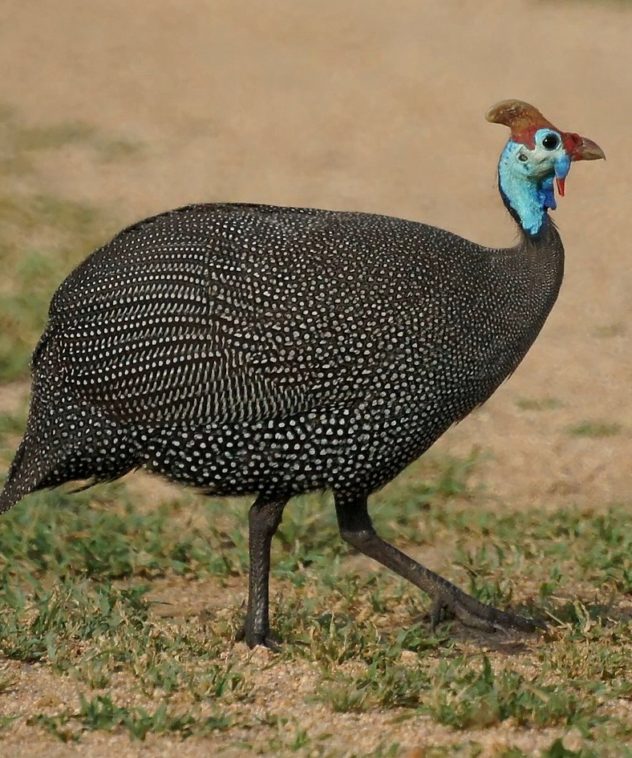A Helmeted Guineafowl in Kruger National Park, South Africa.
